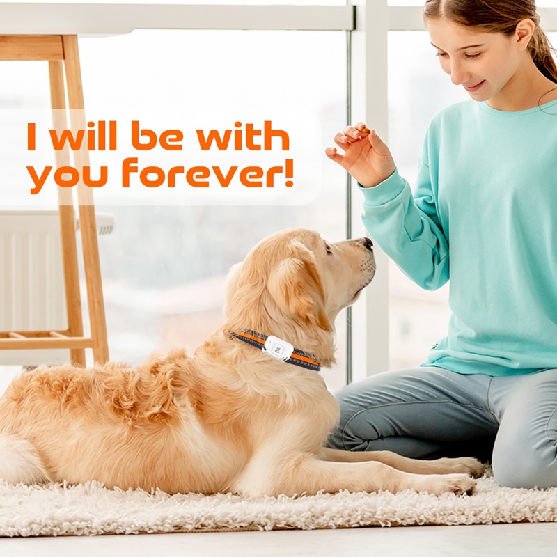 Устройство слежения GPS AGPS д – обзор и цена Pet Supplies Direct
